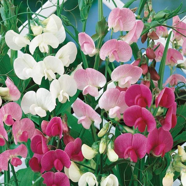 (Sweet Pea) Lathyrus latifolius Pearl Mix from Swift Greenhouses
