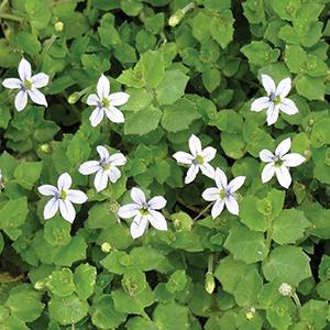 (Blue Star Creeper) Laurentia isotoma Fluviatilis from Swift Greenhouses