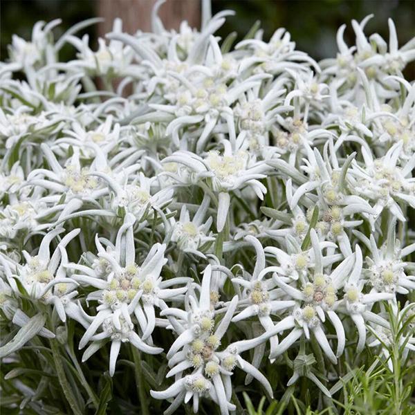 (Edelweiss) Leontopodium alpinum from Swift Greenhouses