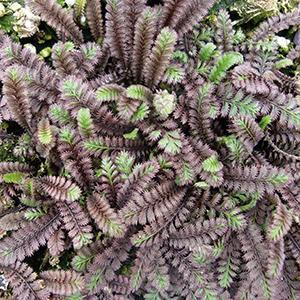 (Black Brass Buttons) Leptinella squalida Platt's Black from Swift Greenhouses