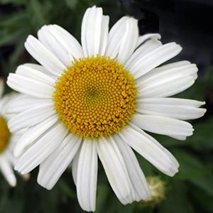 (Shasta Daisy) Leucanthemum superbum Silver Princess from Swift Greenhouses