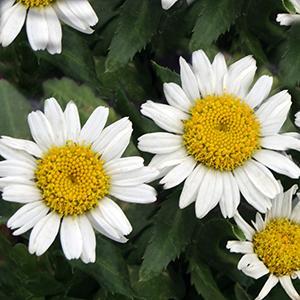 (Shasta Daisy) Leucanthemum superbum Snow Lady from Swift Greenhouses