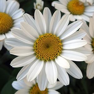 (Shasta Daisy) Leucanthemum superbum Snowcap from Swift Greenhouses