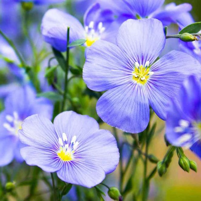 (Flax) Linum perenne Blue Flax from Swift Greenhouses