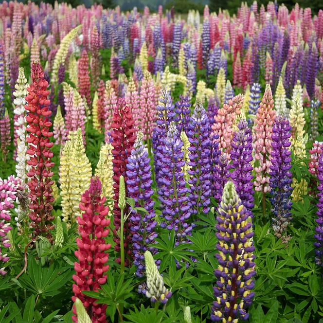 (Lupine) Lupinus polyphyllus Russell Mix from Swift Greenhouses