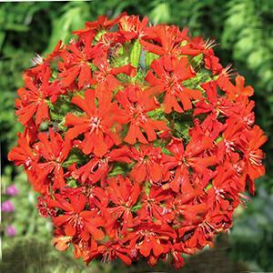 (Maltese Cross) Lychnis chalcedonica from Swift Greenhouses