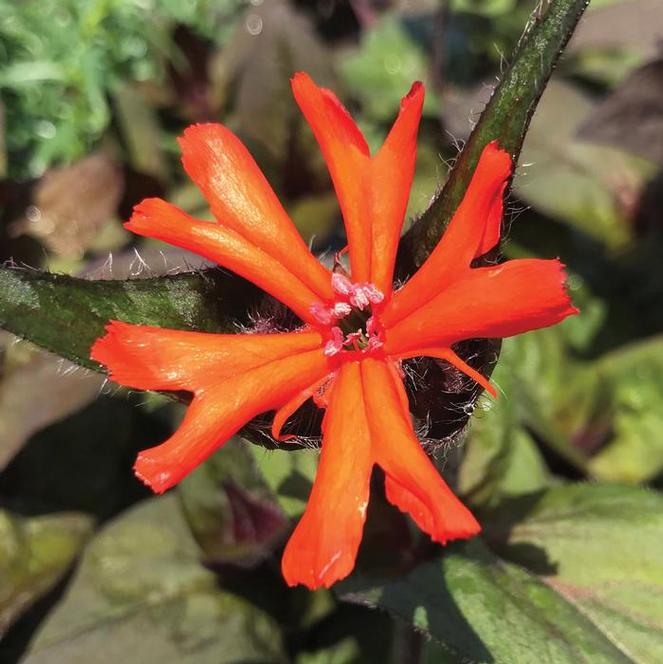 (Campion) Lychnis arkwrightii Orange Gnome from Swift Greenhouses