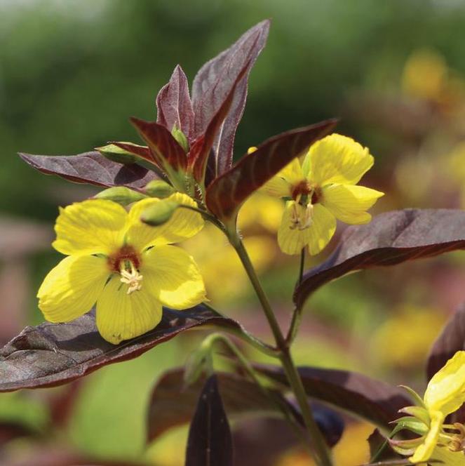 (Fringed Loosestrife) Lysimachia ciliata Firecracker from Swift Greenhouses