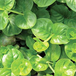 (Green Moneywort) Lysimachia nummularia Green from Swift Greenhouses