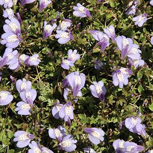 (Creeping Mazus) Mazus reptans from Swift Greenhouses