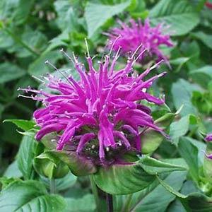 (Bee Balm) Monarda didyma Blue Stocking from Swift Greenhouses