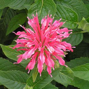 (Bee Balm) PP # 16,741 Monarda hybrida Coral Reef from Swift Greenhouses