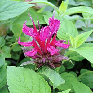 (Bee Balm) PP # 19,582 Monarda didyma Grand Marshall from Swift Greenhouses