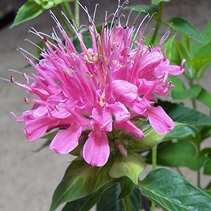 (Bee Balm) PP # 22,136 Monarda didyma Grand Mum from Swift Greenhouses