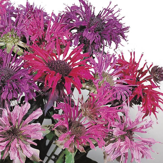 (Bee Balm) Monarda didyma Panorama Mix from Swift Greenhouses