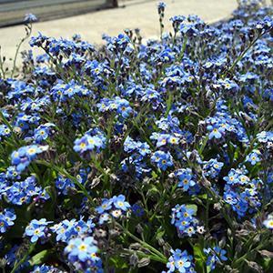 (Forget-Me-Not) Myosotis sylvatica Sylva Bluesylva from Swift Greenhouses