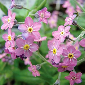 (Forget-Me-Not) Myosotis sylvatica Sylva Rosylva from Swift Greenhouses