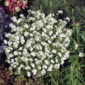 (Forget-Me-Not) Myosotis sylvatica Sylva Snowsylva from Swift Greenhouses