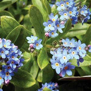 (Forget-Me-Not) Myosotis alpestris Ultramarine from Swift Greenhouses