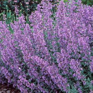 (Catmint) Nepeta faassenii x Walker's Low from Swift Greenhouses