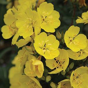 (Sundrops) Oenothera tetragona Fruticosa from Swift Greenhouses