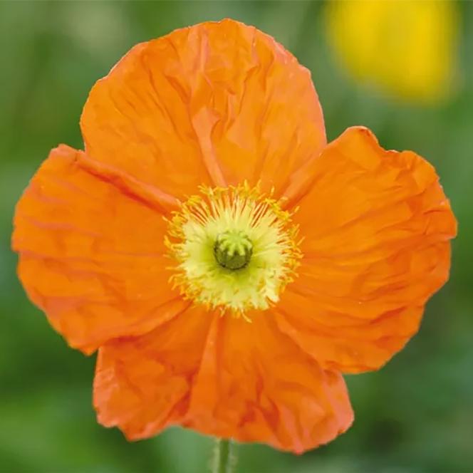 (Iceland Poppy) Papaver nudicaule Champagne Bubbles Orange from Swift Greenhouses