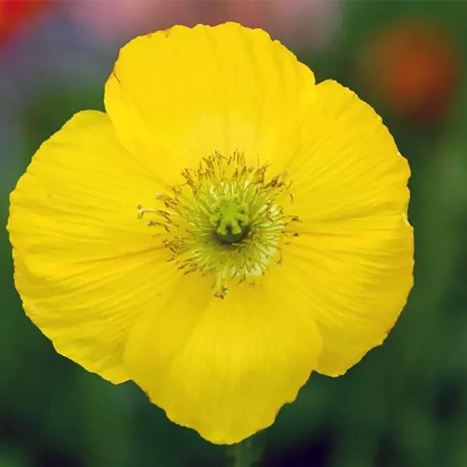 (Iceland Poppy) Papaver nudicaule Champagne Bubbles Yellow from Swift Greenhouses