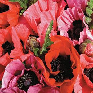 (Oriental Poppy) Papaver orientale Fruit Punch from Swift Greenhouses