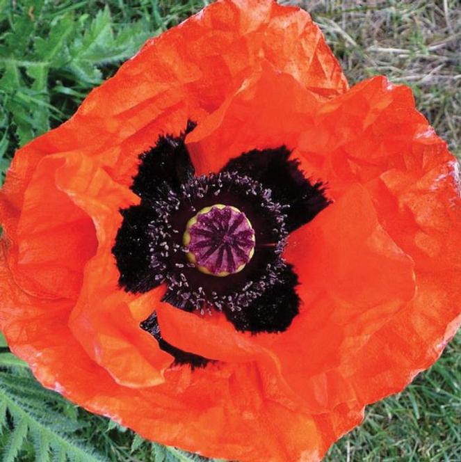 (Oriental Poppy) Papaver orientale Orange Scarlet from Swift Greenhouses