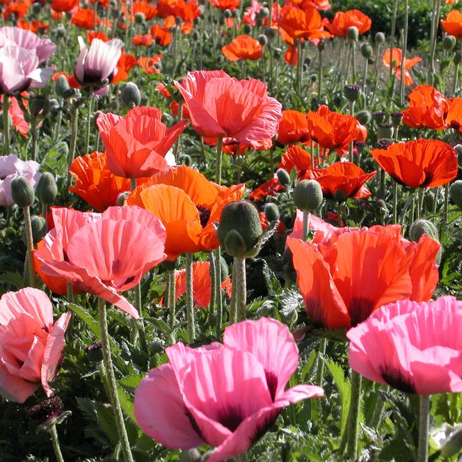 (Oriental Poppy) Papaver orientale Pizzicato Mix from Swift Greenhouses