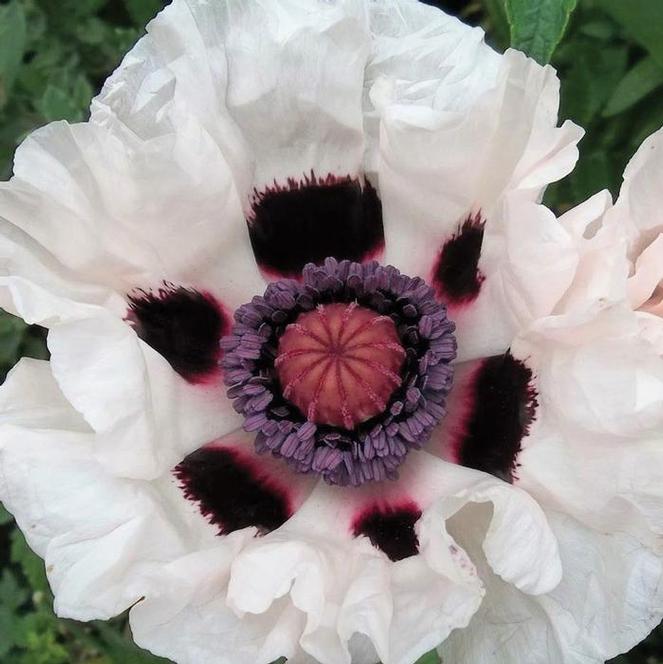 (Oriental Poppy) Papaver orientale Royal Wedding from Swift Greenhouses