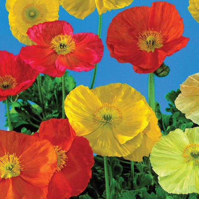 (Iceland Poppy) Papaver nudicaule Wonderland Mix from Swift Greenhouses