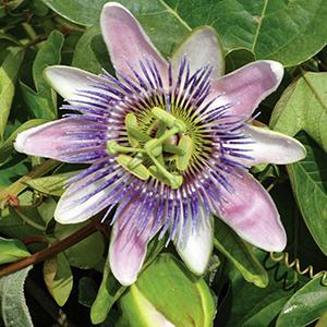 (Passion Flower Vine) Passiflora caerulea from Swift Greenhouses