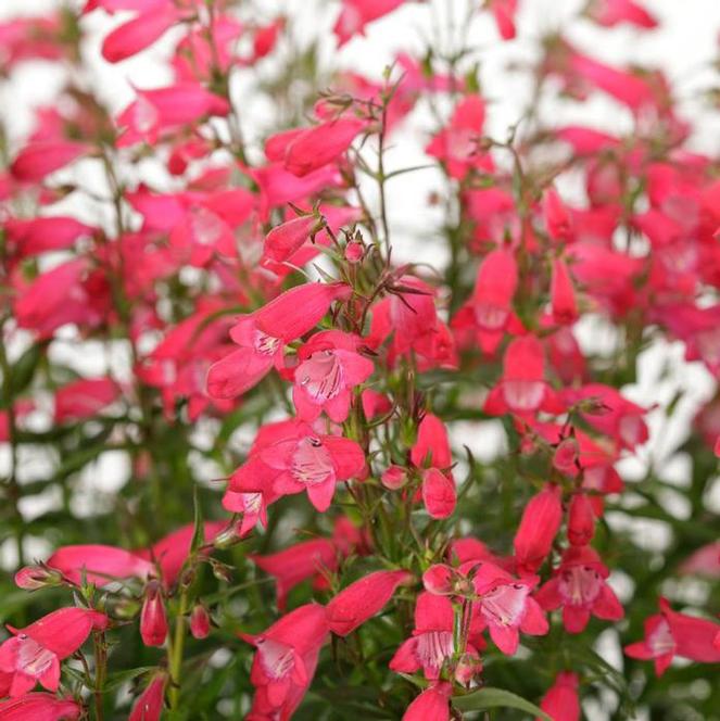 (Beardtongue) Penstemon mexicali Carillo Red from Swift Greenhouses