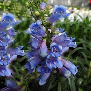 (Beardtongue) Penstemon heterophyllus Electric Blue from Swift Greenhouses