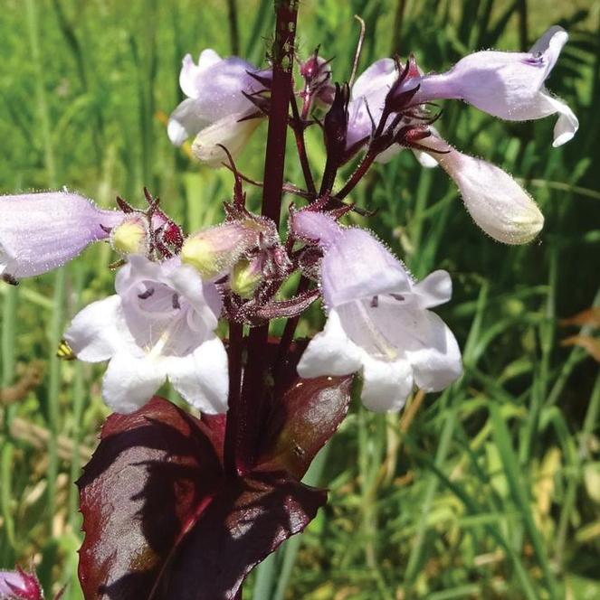 (Beardtongue) Penstemon digitalis Husker Red from Swift Greenhouses