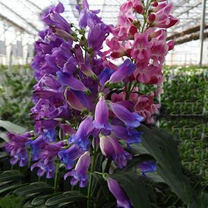 (Beardtongue) Penstemon barbatus Rondo Mix from Swift Greenhouses