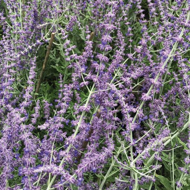 (Russian Sage) Perovskia atriplicifolia Little Spire from Swift Greenhouses