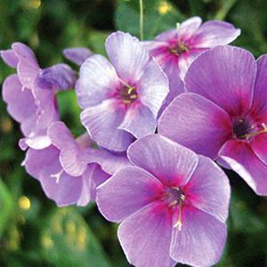 Image of Double garden phlox (Phlox paniculata)