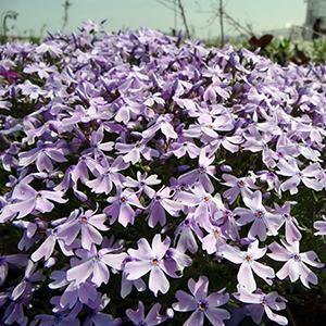 (Creeping Phlox) Phlox subulata Emerald Blue from Swift Greenhouses