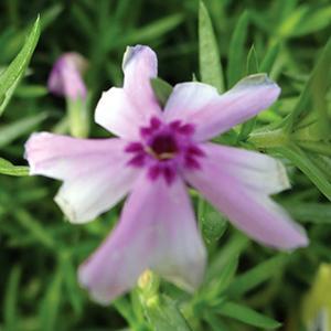 (Creeping Phlox) Phlox subulata Fort Hill from Swift Greenhouses