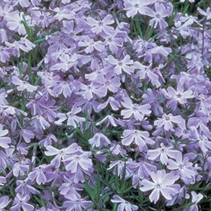 (Creeping Phlox) Phlox subulata Oakington Blue Eyes from Swift Greenhouses