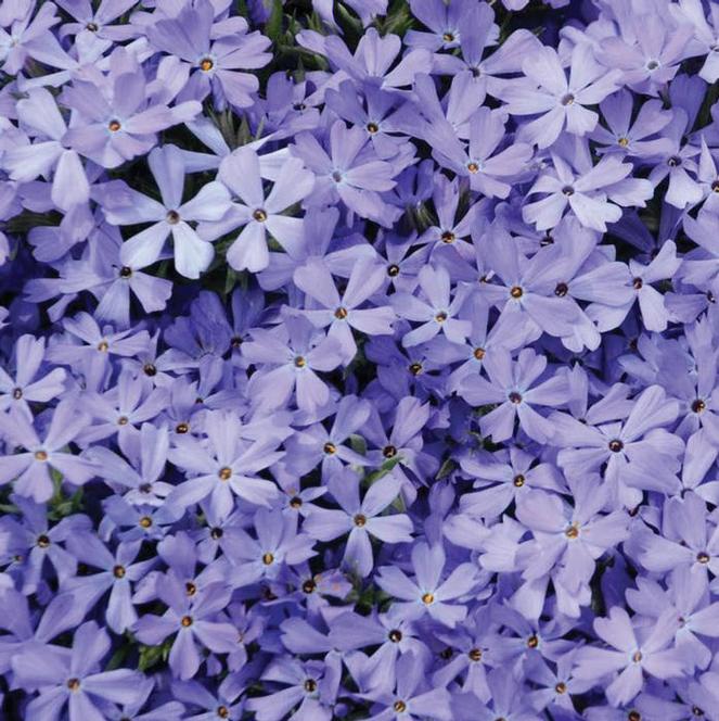 (Creeping Phlox) PP # 25,884 Phlox subulata Violet Pinwheels from Swift Greenhouses