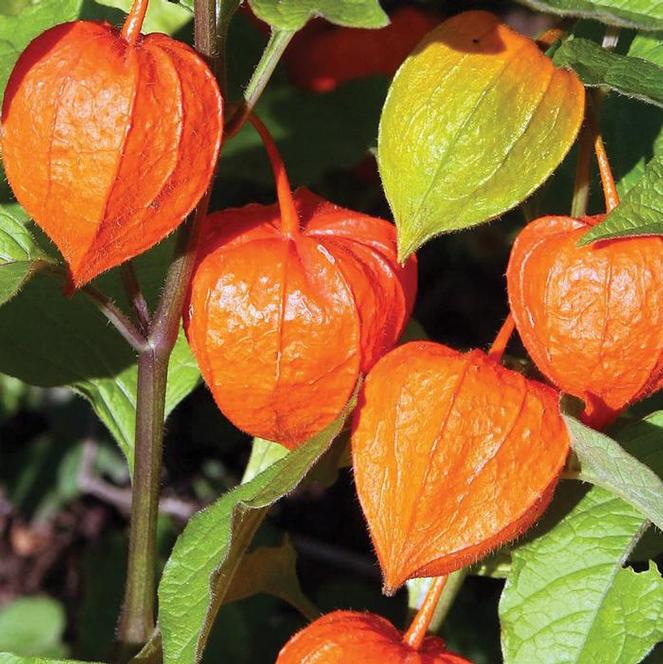 (Chinese Lantern) Physalis alkekengi Franchetti from Swift Greenhouses
