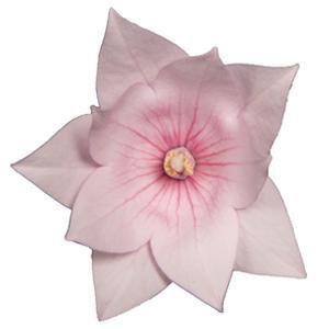 (Balloon Flower) Platycodon grandiflorus Astra Semi-Double Pink from Swift Greenhouses