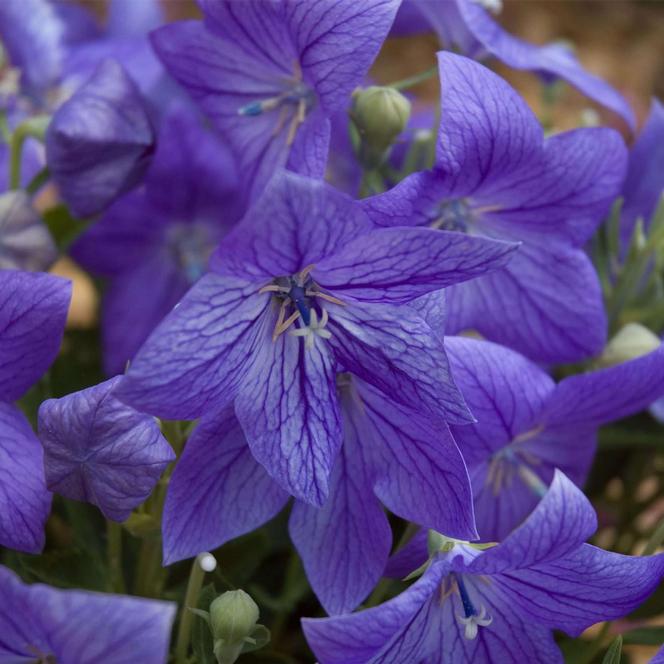 (Balloon Flower) Platycodon grandiflorus Mariesii Blue from Swift Greenhouses