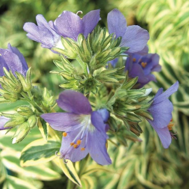 (Jacob's Ladder) Polemonium caeruleum Brise d`Anjou from Swift Greenhouses
