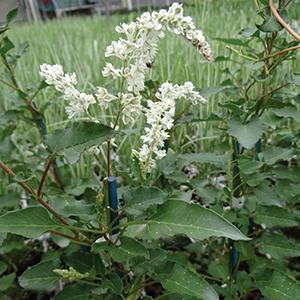(Silver Lace Vine) Polygonum fallopia aubertii from Swift Greenhouses