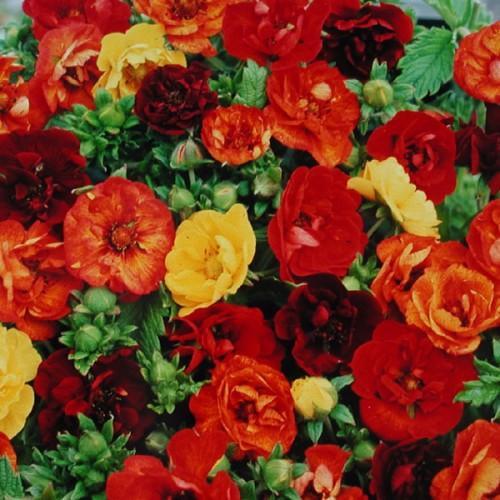 (Himalayan Cinquefoil) Potentilla atrosanguinea Fireball from Swift Greenhouses