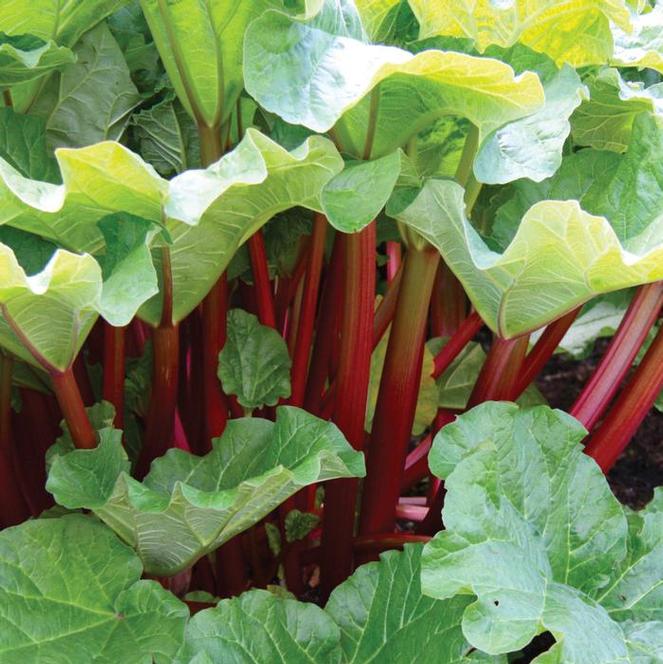  Rhubarb rheum x hybridum Victoria from Swift Greenhouses